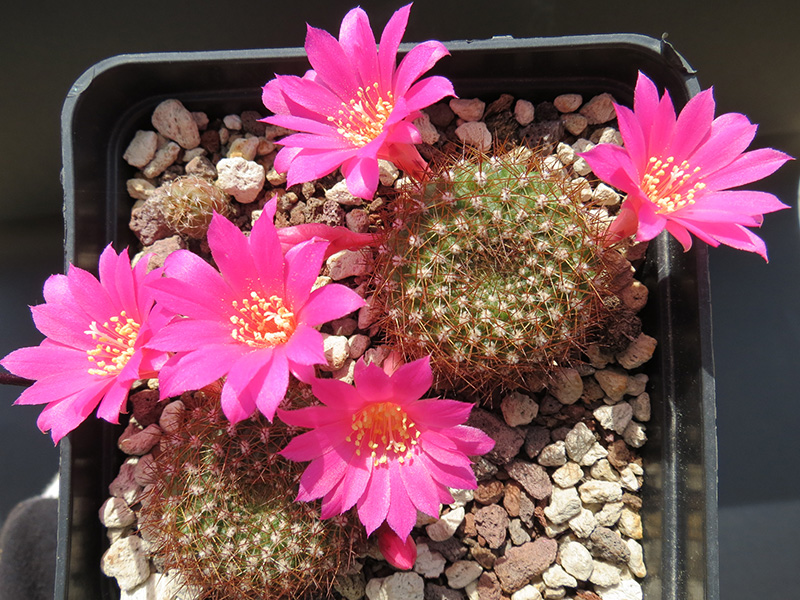 Rebutia violaciflora v. densispina 