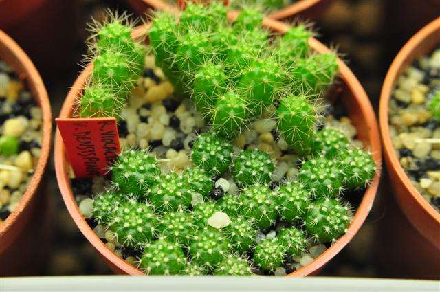 rebutia violaciflora v. densispina