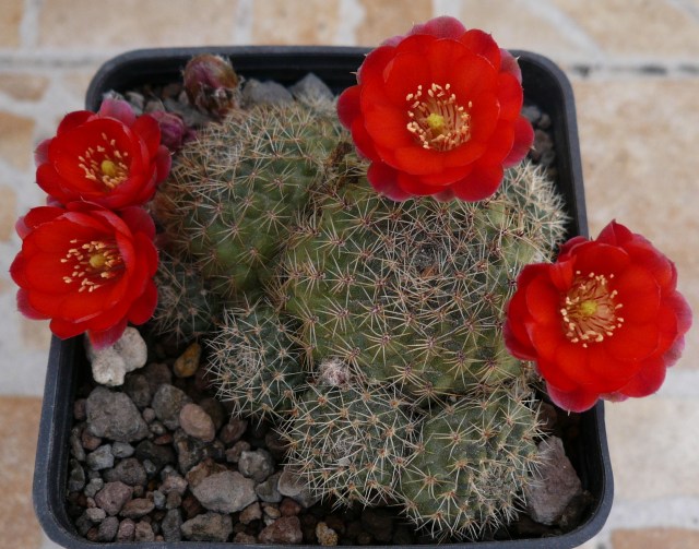 rebutia zecheri