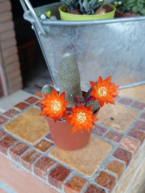 Rebutia heliosa 