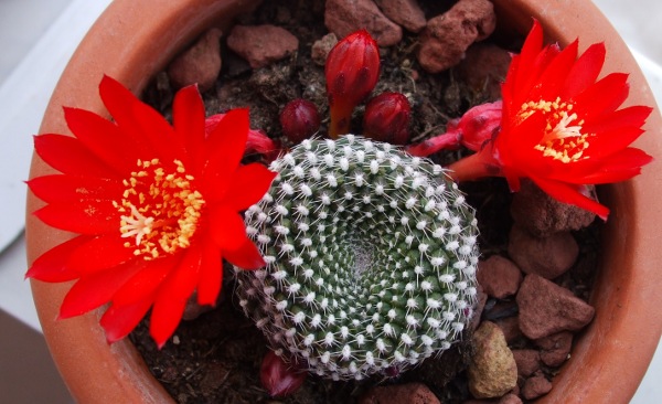 Rebutia krainziana 