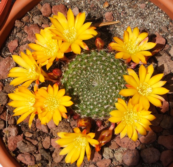 Rebutia marsoneri 