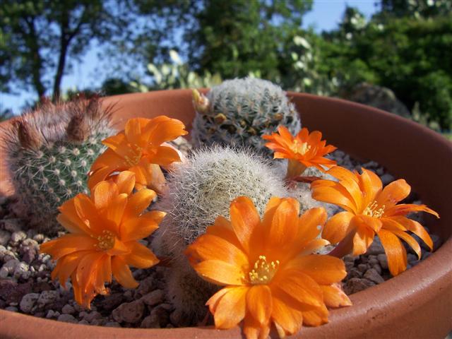 Rebutia  