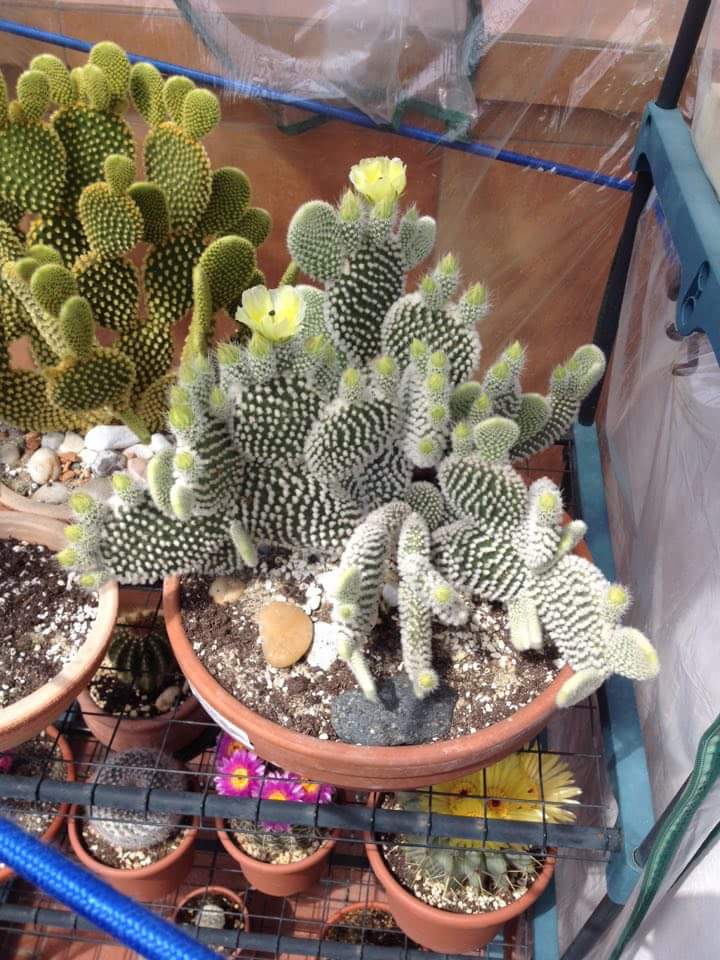 Opuntia microdasys v. albispina 