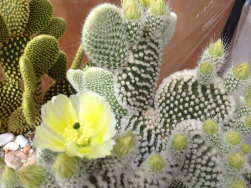 Opuntia microdasys v. albispina 