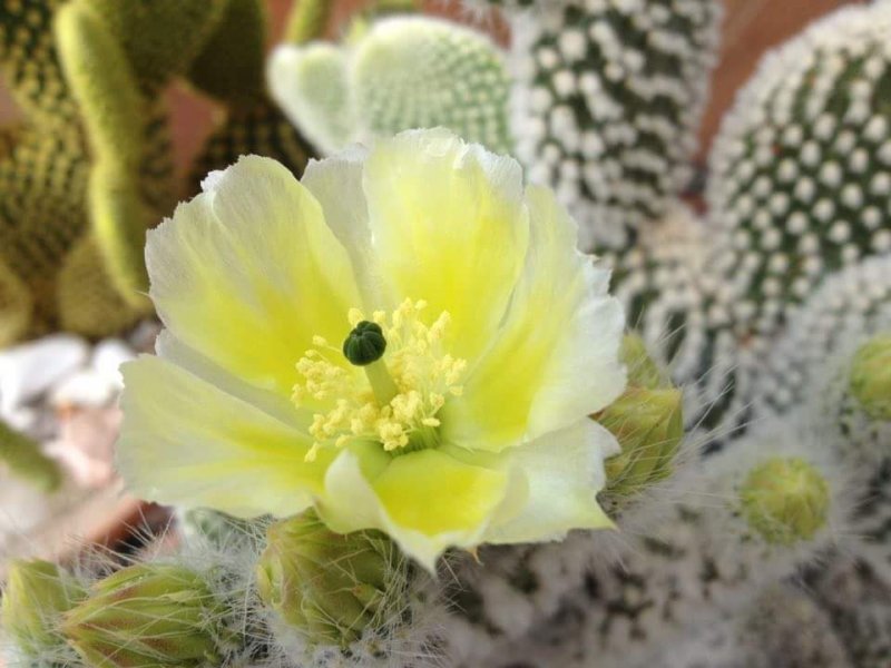 Opuntia microdasys v. albispina 