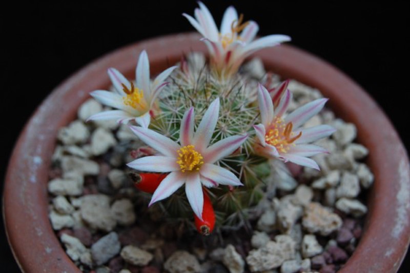 Mammillaria goodridgei v. rectispina 