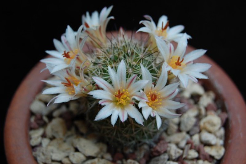 Mammillaria goodridgei v. rectispina 