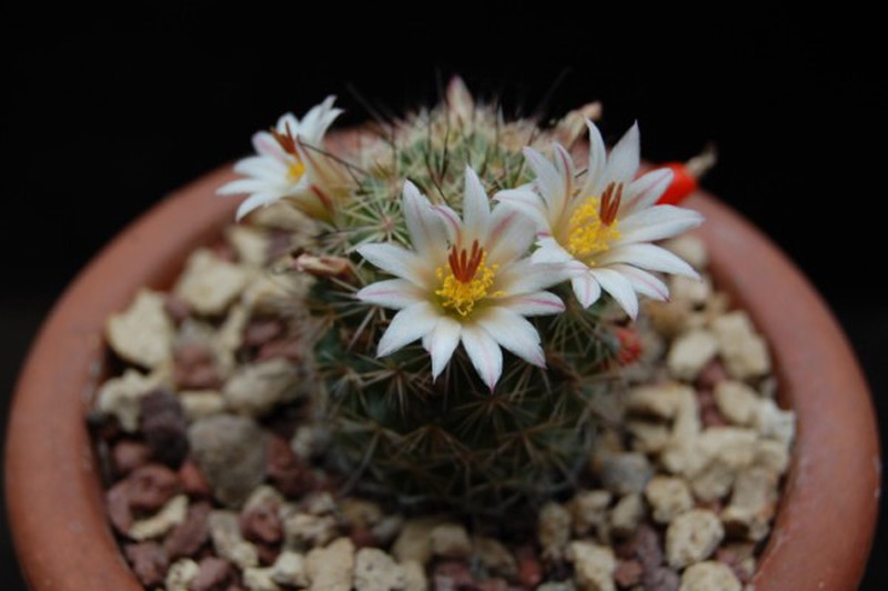 Mammillaria goodridgei v. rectispina 