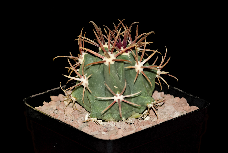 Ferocactus recurvus 