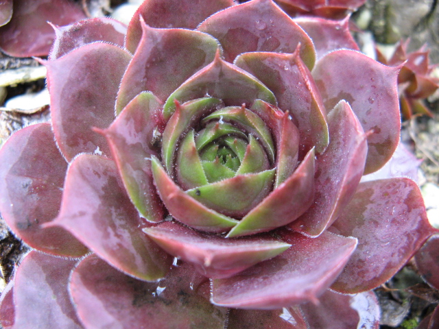 Sempervivum cv. 'Red Chief' 