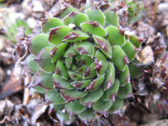 Sempervivum cv. 'Reinhard' 