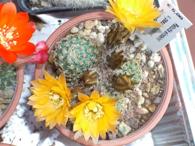 rebutia einsteinii v. pseudoeinsteinii