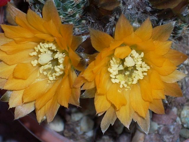 Rebutia einsteinii v. pseudoeinsteinii 