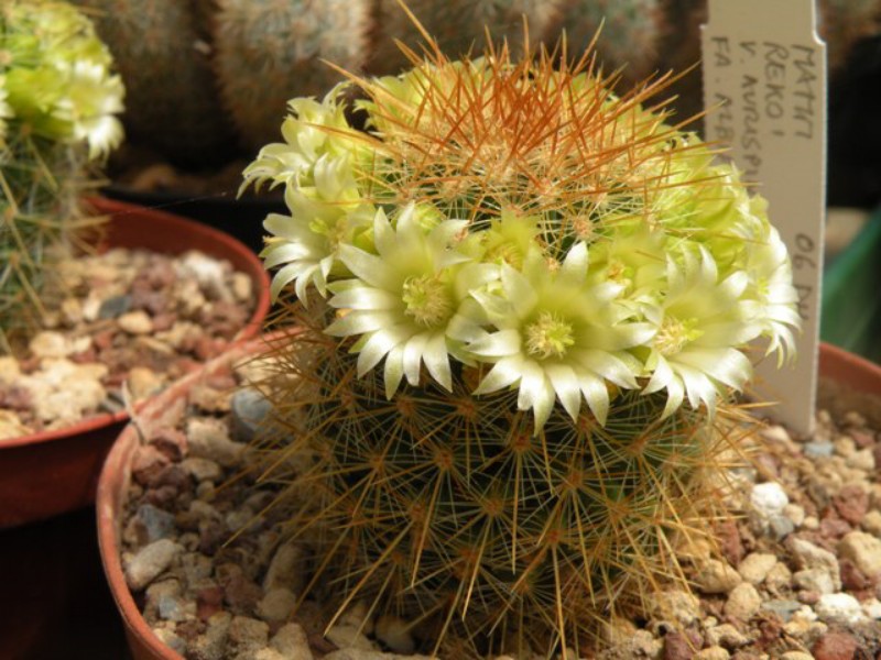 mammillaria rekoi ssp. aureispina f. lutea