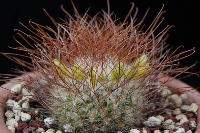 Mammillaria rekoi ssp. leptacantha f. lutea 