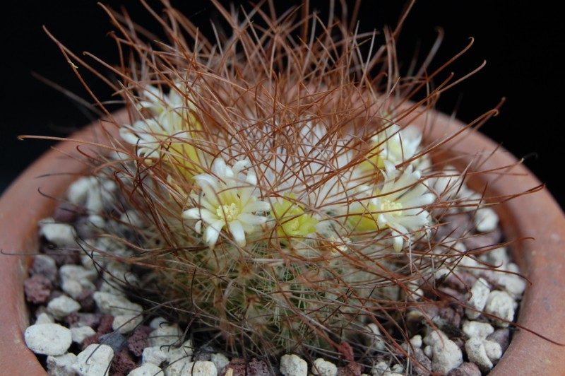 Mammillaria rekoi ssp. leptacantha f. lutea 