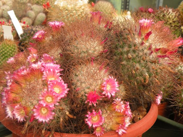 Mammillaria rekoi ssp. leptacantha 