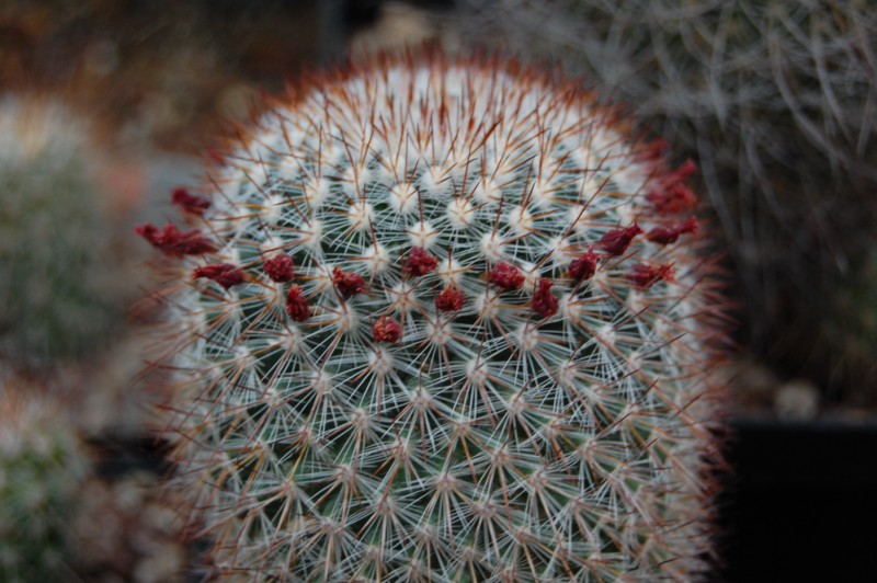 Mammillaria rekoi SB 581