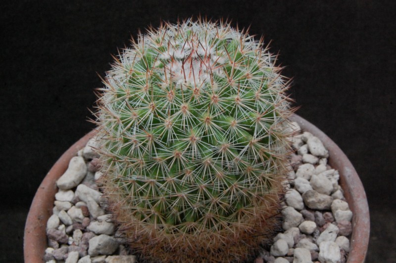 Mammillaria duoformis REP 1044a