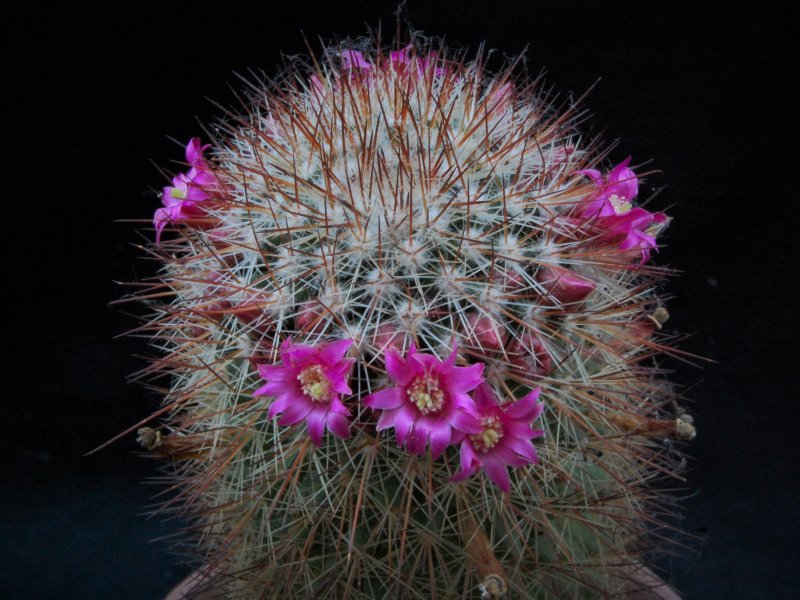 Mammillaria xaltianguensis ssp. bambusiphila v. parva REP 663