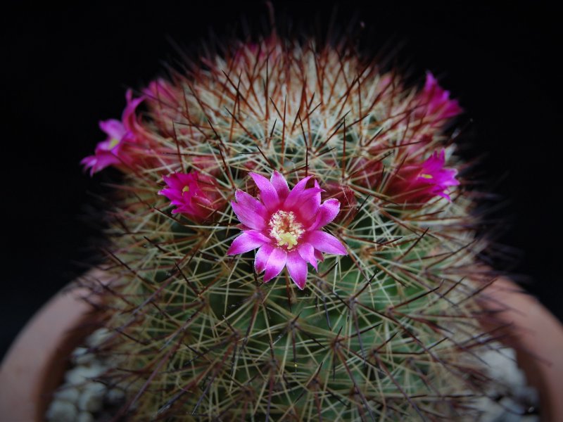 Mammillaria xaltianguensis ssp. bambusiphila v. parva REP 663