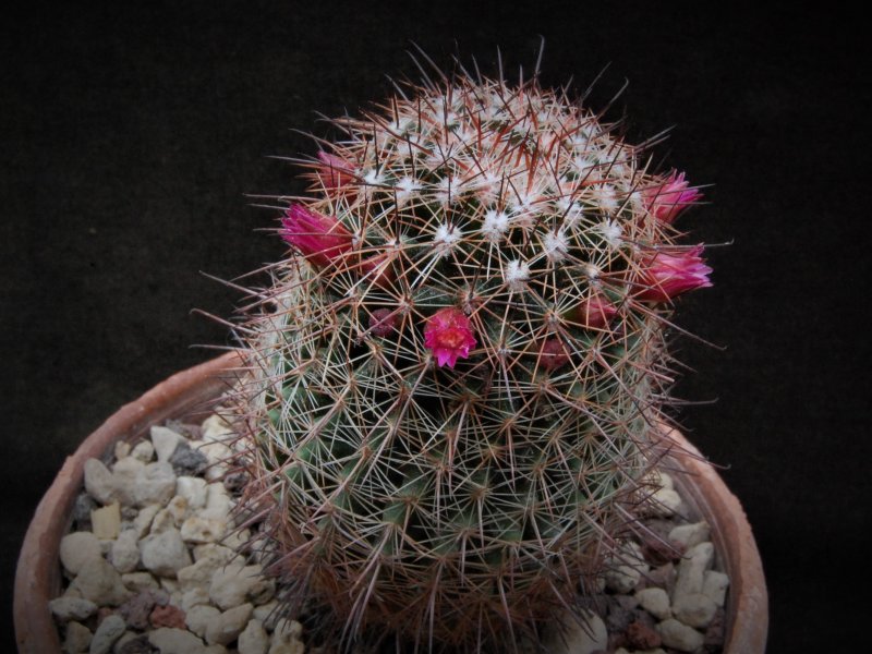 Mammillaria xaltianguensis ssp. bambusiphila v. parva REP 663