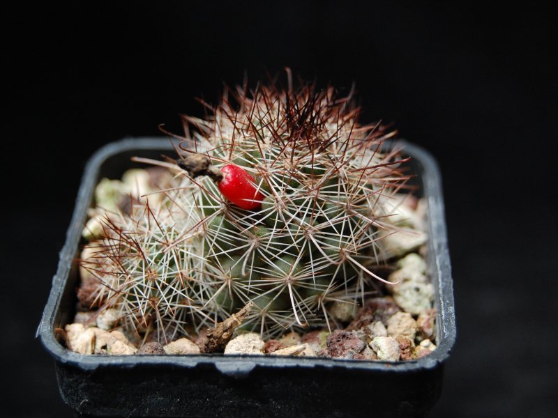 Mammillaria mazatlanensis REP 675