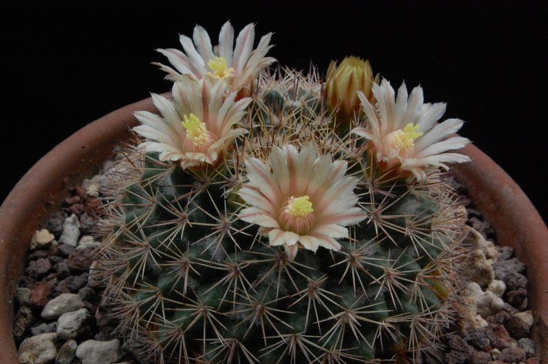 Mammillaria standleyi REP 809