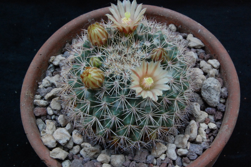 Mammillaria standleyi REP 809