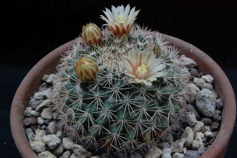 Mammillaria standleyi REP 809