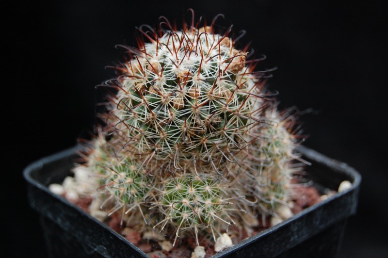 Mammillaria erythrocalix REP 839