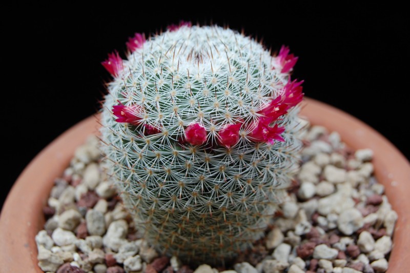 Mammillaria aff. monticola REP 843