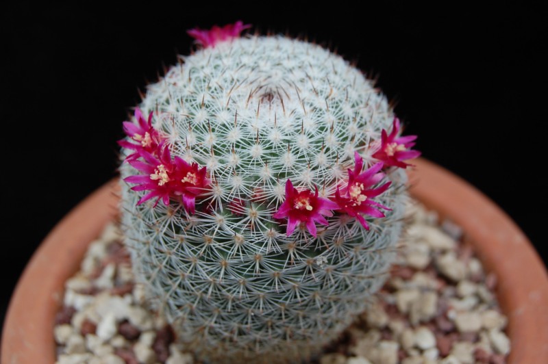 Mammillaria aff. monticola REP 843