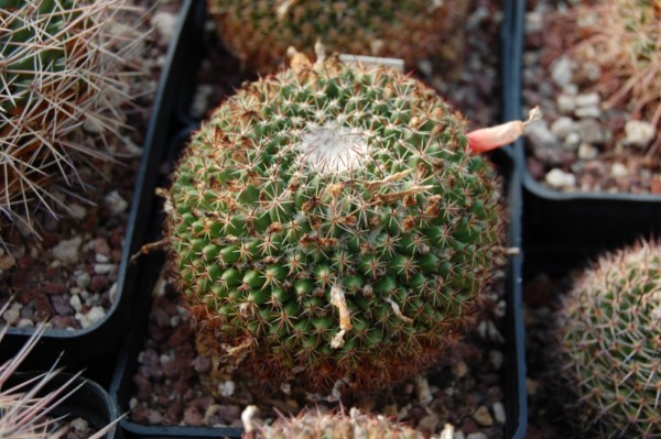 Mammillaria huajuapensis REP 858a