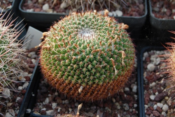 Mammillaria huajuapensis REP 858a