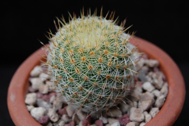 Mammillaria donatii REP 878