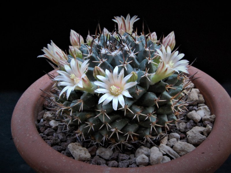 Mammillaria vagaspina REP 1061