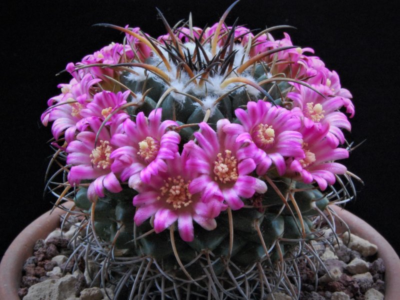 Mammillaria magnimamma REP 1170