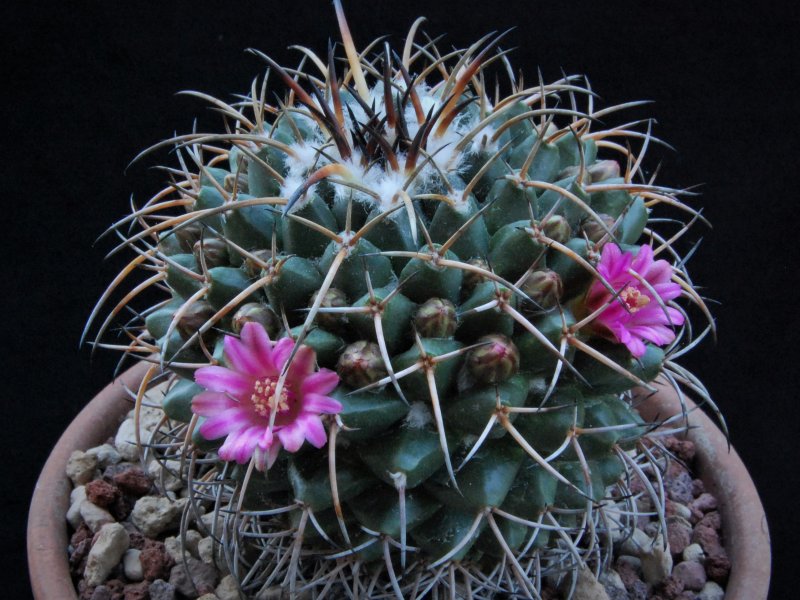 Mammillaria magnimamma REP 1170