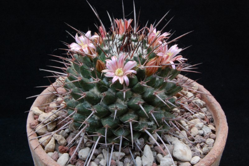 Mammillaria carnea REP 1322