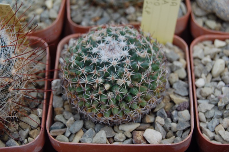 Mammillaria brauneana REP 1440