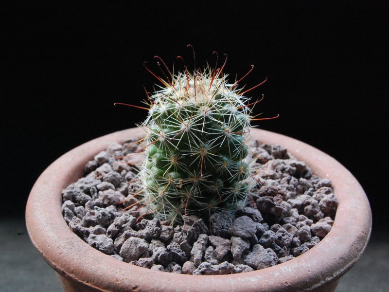 Mammillaria limonensis REP 1620