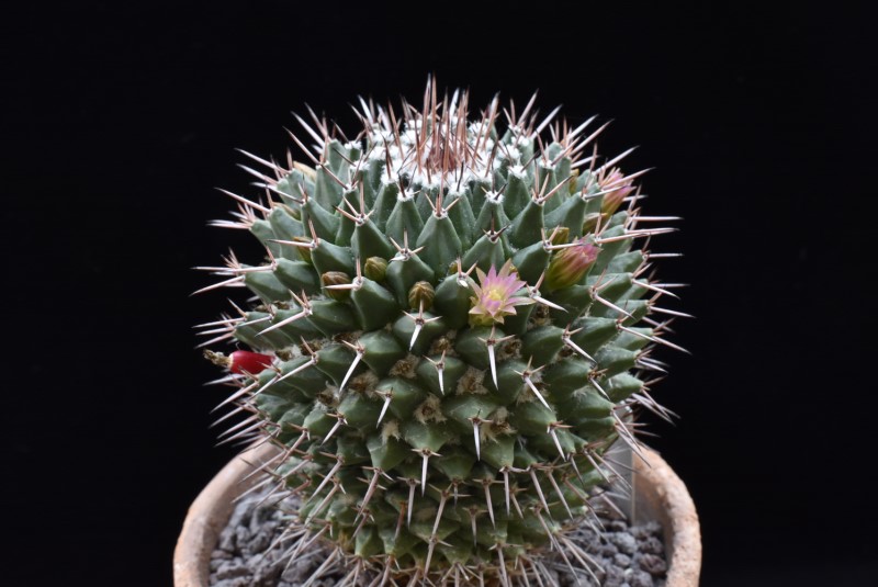 Mammillaria carnea REP 1628