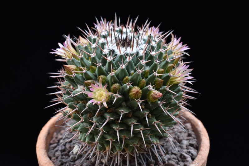 Mammillaria carnea REP 1628