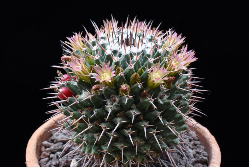 Mammillaria carnea REP 1628