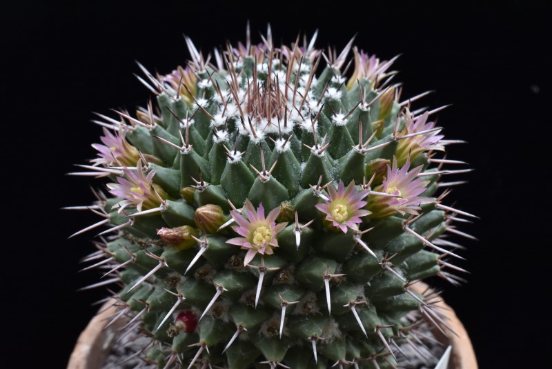 Mammillaria carnea REP 1628