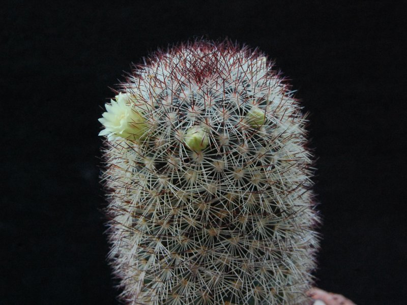 Mammillaria buxbaumeriana REP 2037