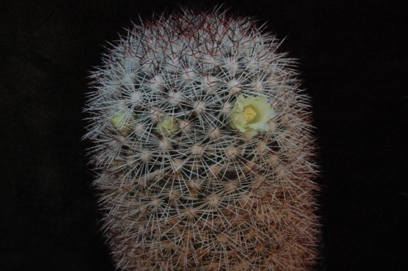 Mammillaria buxbaumeriana REP 2037