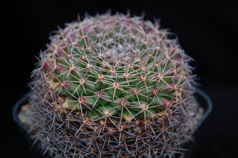 Mammillaria durangicola REP 545